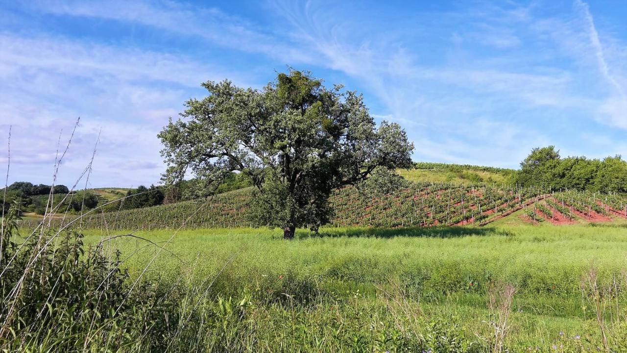 Haus Mit Seele Im Nahetal Weinsheim  Exteriér fotografie
